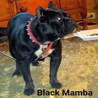 media/Hilltops Black Mamba.jpg